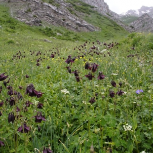 Aquilegia atrovinosa